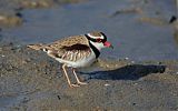 Black-fronted Dotterel